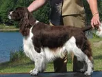 ENGLISH SPRINGER SPANIEL - CH ADAMANT'S TRUE FASHION CGN (FIN)