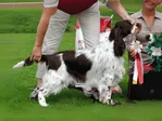 NORD JV-10 WW-11 Barecho Zuper Playmaker -  English Springer Spaniel