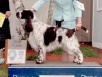 ENGLISH SPRINGER SPANIEL - GCH CH BIG BRAZZEL XTRA HOT