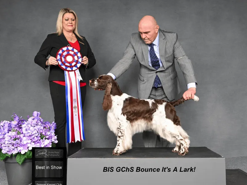 BIS Can Ch Bounce's It's A Lark 