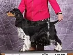ENGLISH SPRINGER SPANIEL- UKC GRCh CAFE LATTE THREE PONDS VALLEY CGC CGCS RN JH