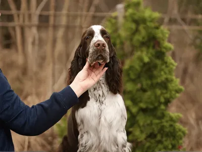 Eastriding Royal Player - European English Springer Spaniel