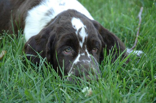 Healthy English Springer Spaniel enjoying nature
