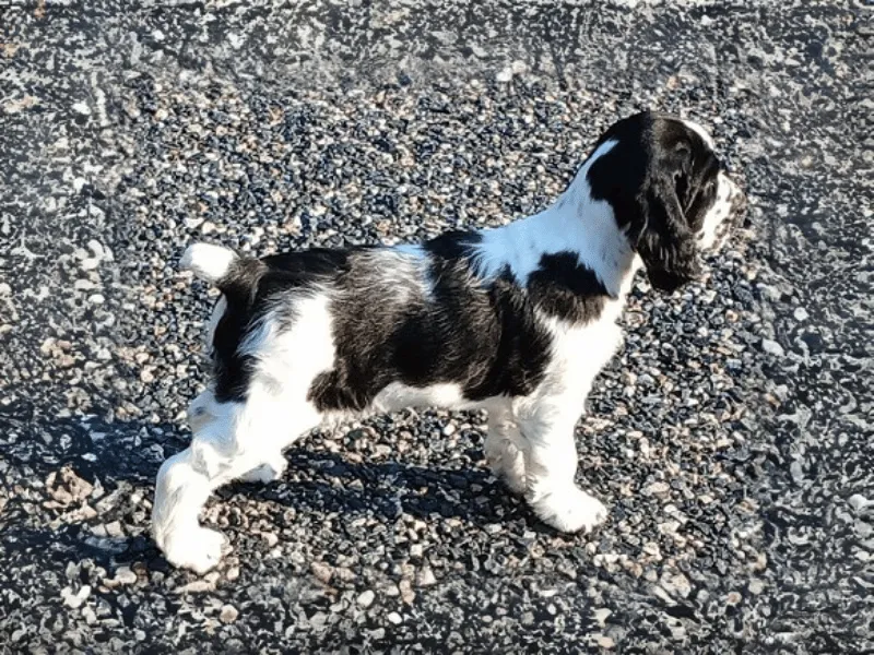 Karmadi puppy