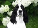 Karmadi's In Real Time - English Springer Spaniel
