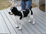 CH Karmadi's Reality Check - English Springer Spaniel