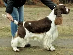 INT CH/MULTI CH Linmoor Zimply Zalient - English Springer Spaniel