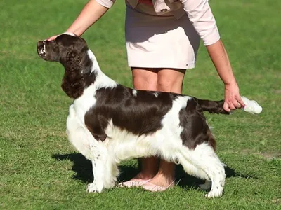 English Springer Spaniel - Int Ch / Multi CH / Multi JCH Lordsett Double Point