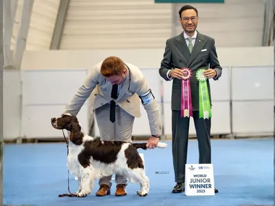 Lordsett Double Point - European English Springer Spaniel