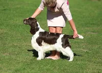 European English Springer Spaniel Stud Dog: Int Ch / Multi CH / Multi JCH Lordsett Double Point
