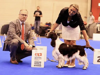 Multi Champion Lordsett Under Your Spell - European English Springer Spaniel