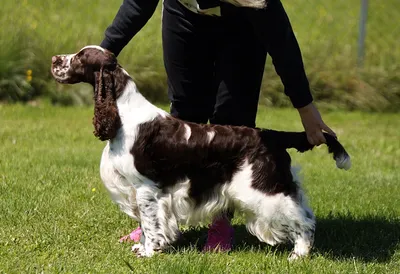 Multi Champion Lordsett Under Your Spell - European English Springer Spaniel