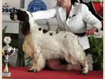 ENGLISH SPRINGER SPANIEL - LORDSETT WHITE WEDDING
