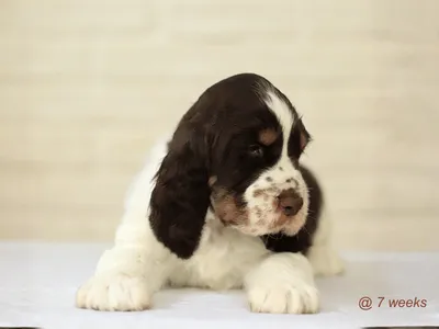 Lordsett Xtra Ordinary - European English Springer Spaniel