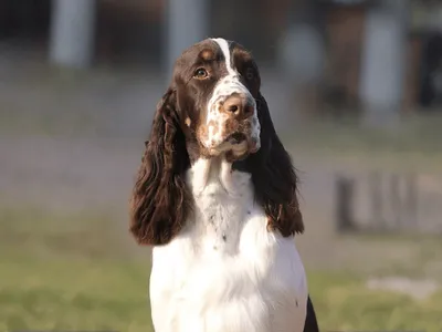 Lordsett Xtra Ordinary - European English Springer Spaniel