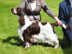 CH Karmadi's Savannah - English Springer Spaniel