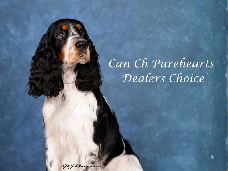 Canadian Champion Purehearts Dealers Choice - European English Springer Spaniel