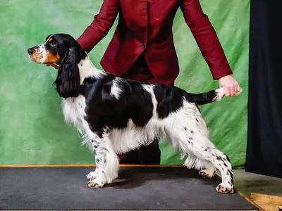 English Springer Spaniel - Can Ch Purehearts Dealers Choice