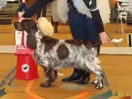 DK CH Sieger's Push Up - English Springer Spaniel