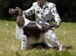CH Sieger's Back 2 Reality - English Springer Spaniel