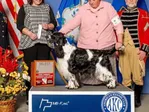 ENGLISH SPRINGER SPANIEL - AKC & UKC GCH CH SNOWSPRING WILLOWBANK MAXIMUM ESPRESSO CGCA ACT2, ACT 2J CL1R CL1H CL1S CL1F CL2H TKN TKI RI RL1