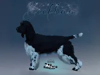 European English Springer Spaniel Stud Dog