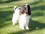ENGLISH SPRINGER SPANIEL - WATERNYMPHS AERROWS ARCHITECT PCD BN RAE AXP MJP OFP CHC TKC