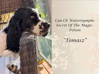 European English Springer Spaniel Stud Dog