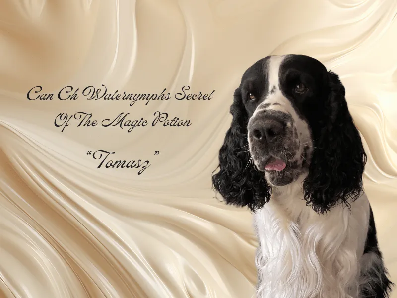 Can Ch Waternymphs Secret To The Magic Potion - European English Springer Spaniel