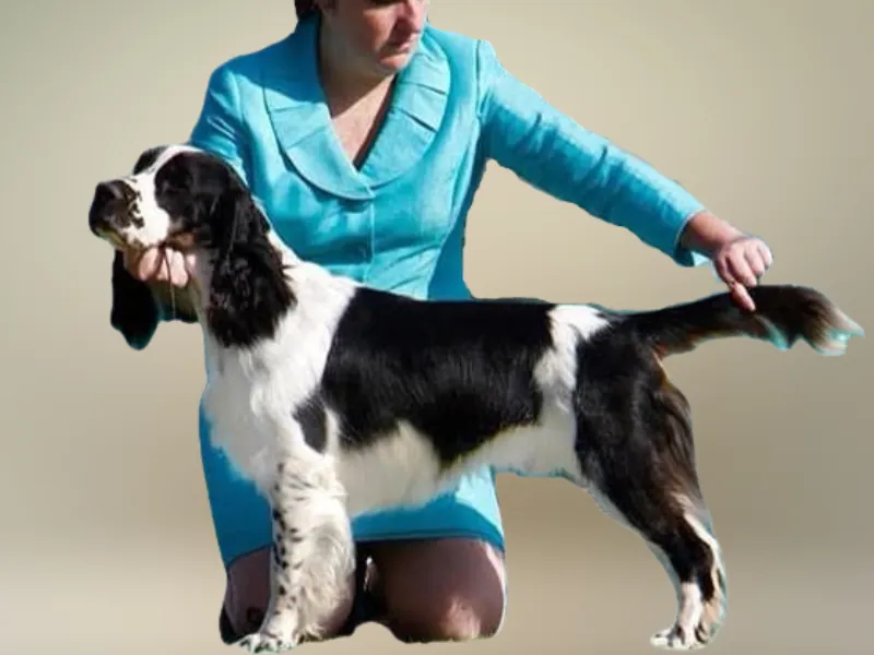 Karmadi puppy